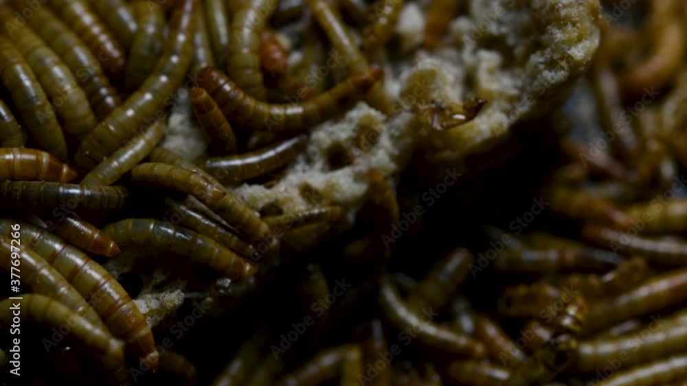 The Mealworm is a species of Darkling Beetle used to feed pets like fish, snakes, birds, and frogs; also called the Mealworm Beetle, with four stages of its lifecycle, egg, larva, pupa, and adult.