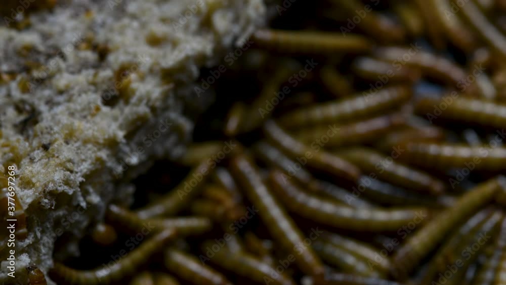 The Mealworm is a species of Darkling Beetle used to feed pets like