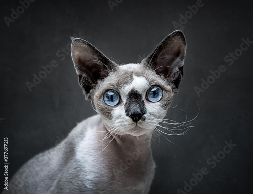 Portrait of Devon Rex cat over dark gray background photo