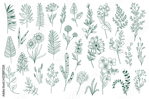 Wildflower decorative outline elements set. Isolated pack of botanical clipart. Green foliage, branches, flowers and herbs vector illustration. Perfect for invitations, greeting cards, tattoo, prints