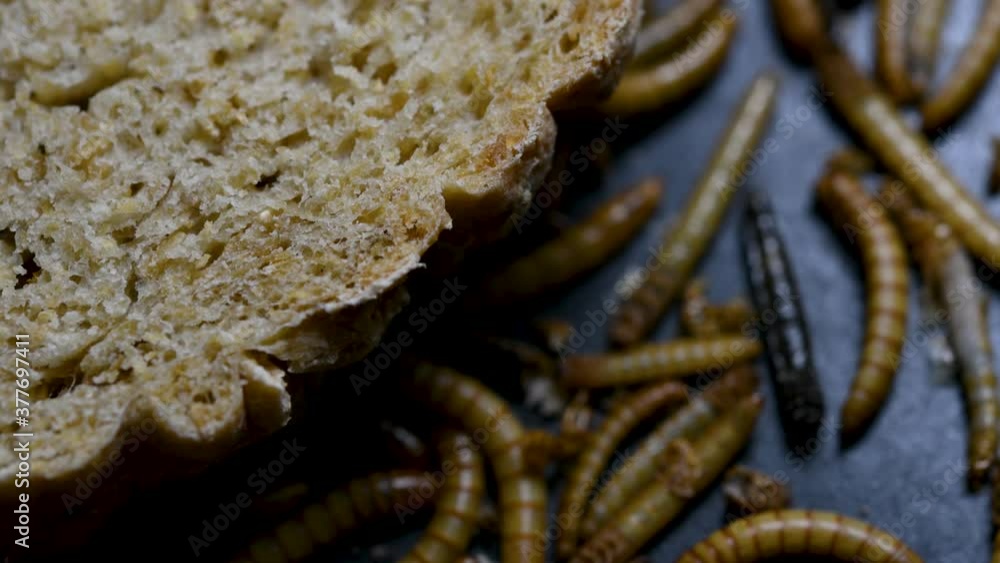 The Mealworm is a species of Darkling Beetle used to feed pets like