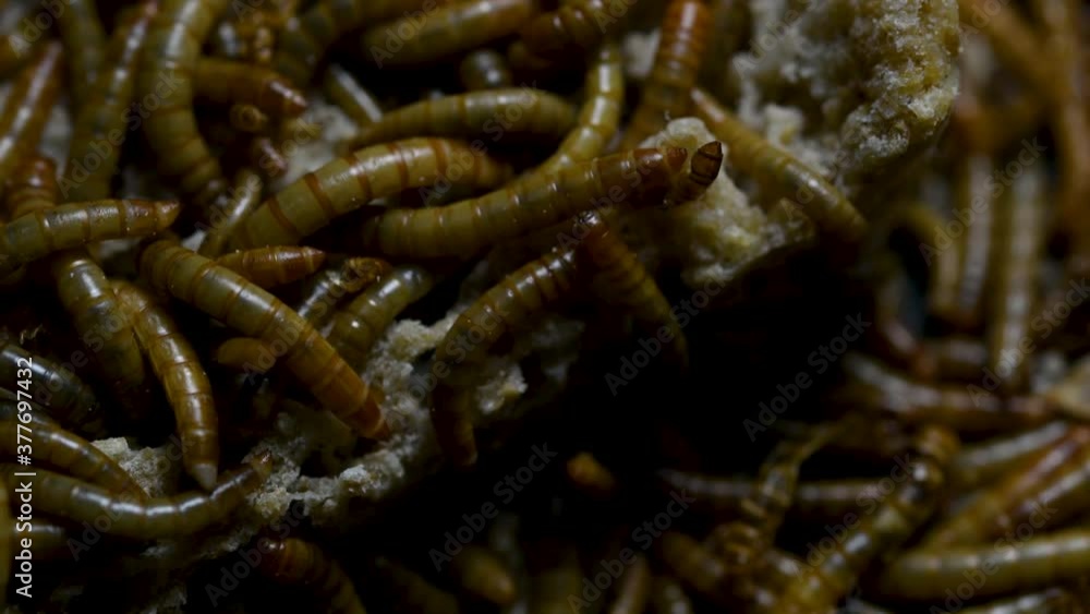 The Mealworm is a species of Darkling Beetle used to feed pets like fish, snakes, birds, and frogs; also called the Mealworm Beetle, with four stages of its lifecycle, egg, larva, pupa, and adult. The Mealworm is a species of Darkling Beetle used to feed pets like fish, snakes, birds, and frogs; also called the Mealworm Beetle, with four stages of its lifecycle, egg, larva, pupa, and adult.