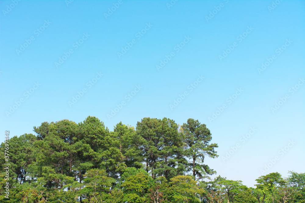 Obraz premium 青空と雲