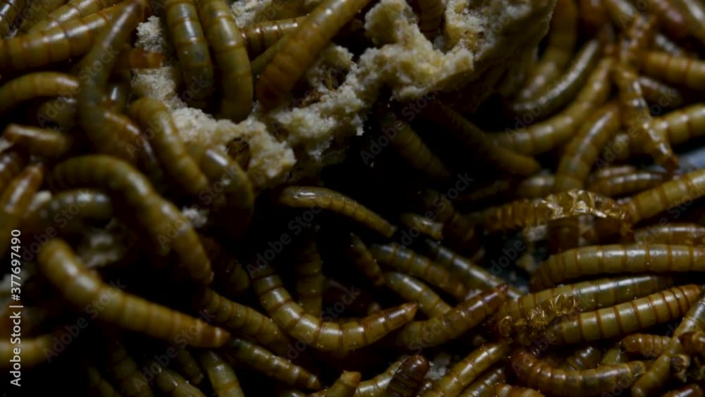 The Mealworm is a species of Darkling Beetle used to feed pets like