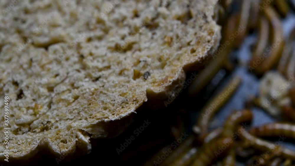 The Mealworm is a species of Darkling Beetle used to feed pets like fish, snakes, birds, and frogs; also called the Mealworm Beetle, with four stages of its lifecycle, egg, larva, pupa, and adult. The Mealworm is a species of Darkling Beetle used to feed pets like fish, snakes, birds, and frogs; also called the Mealworm Beetle, with four stages of its lifecycle, egg, larva, pupa, and adult.