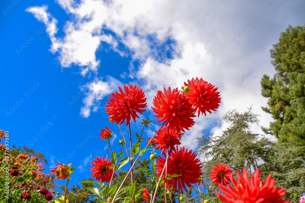 青空をバックに映える鮮やかなダリアの花 ビクトリア ブリティッシュコロンビア カナダ Stock Photo Adobe Stock 青空をバックに映える鮮やかなダリアの花 ビクトリア ブリティッシュコロンビア カナダ Stock Photo Adobe Stock