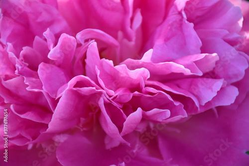 Abstract background of pink peony petals. Peony flower close-up. © Olga