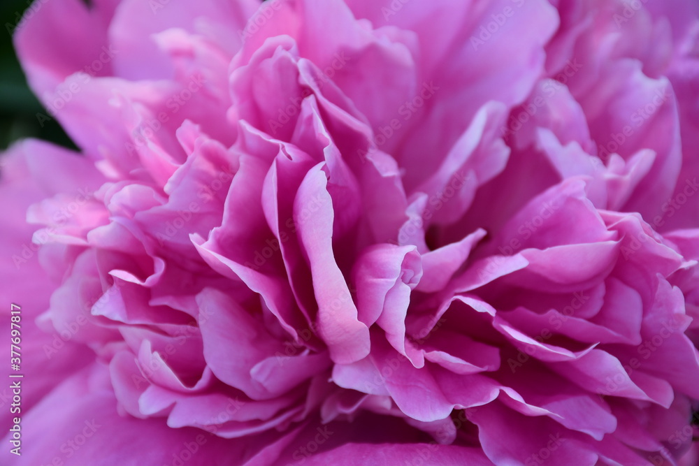 Abstract background of pink peony petals. Peony flower close-up. Abstract background of pink peony petals. Peony flower close-up.
