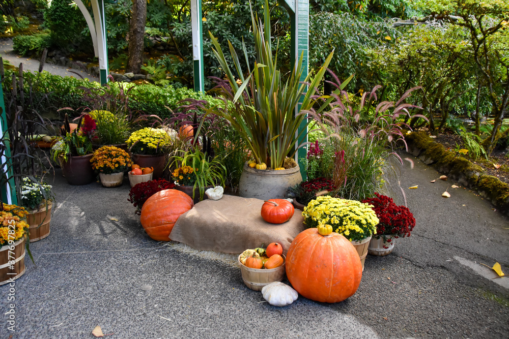 パンプキンなどの収穫物を使った秋の飾り付け ビクトリア ブリティッシュコロンビア カナダ Stock Photo Adobe Stock