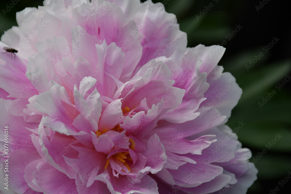 Blooming white-pink peony close-up. Beautiful petals and yellow stamens in the heart of the flower.