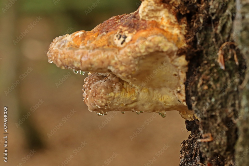 Guttation an Rotrandigem Baumschwamm (Fomitopsis pinicola). Guttation an Rotrandigem Baumschwamm (Fomitopsis pinicola).