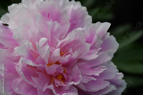 Blooming white-pink peony close-up. Beautiful petals and yellow stamens in the heart of the flower.