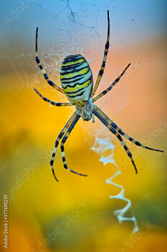 Wespenspinne ( Argiope bruennichi ).