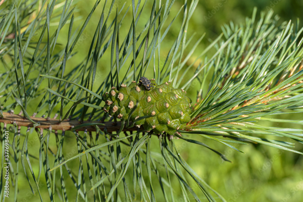 Young green pine cone on a branch. Young green pine cone on a branch.