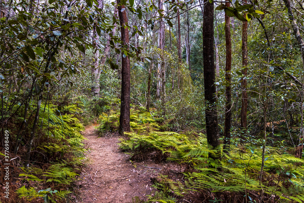 Fototapeta premium footpath in the forest