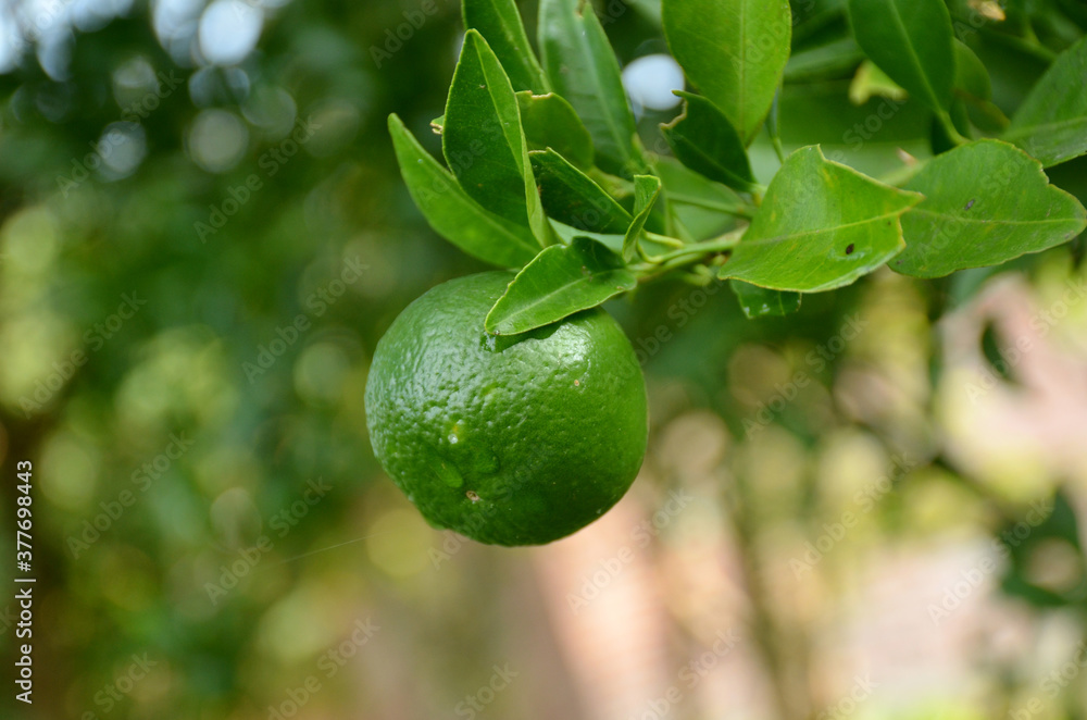 the green ripe orange with leaves and branch in the garden.