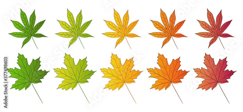 Maple leaf and Japanese red maple leaf. Set of autumn colors. Isolated leaves on white background. Vector illustration.