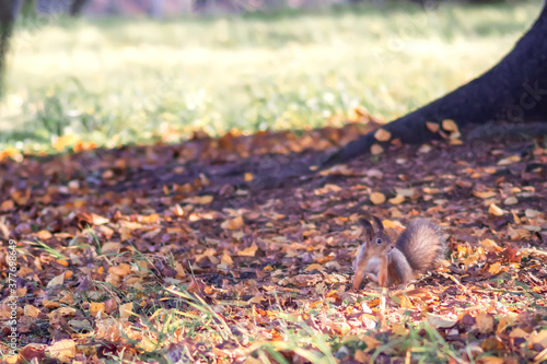 Small brown squirrel in the park