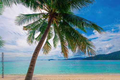 A coconut palm tree  among the  blue sky and beautiful tropical beach in Koh Lipe  Thailand.
