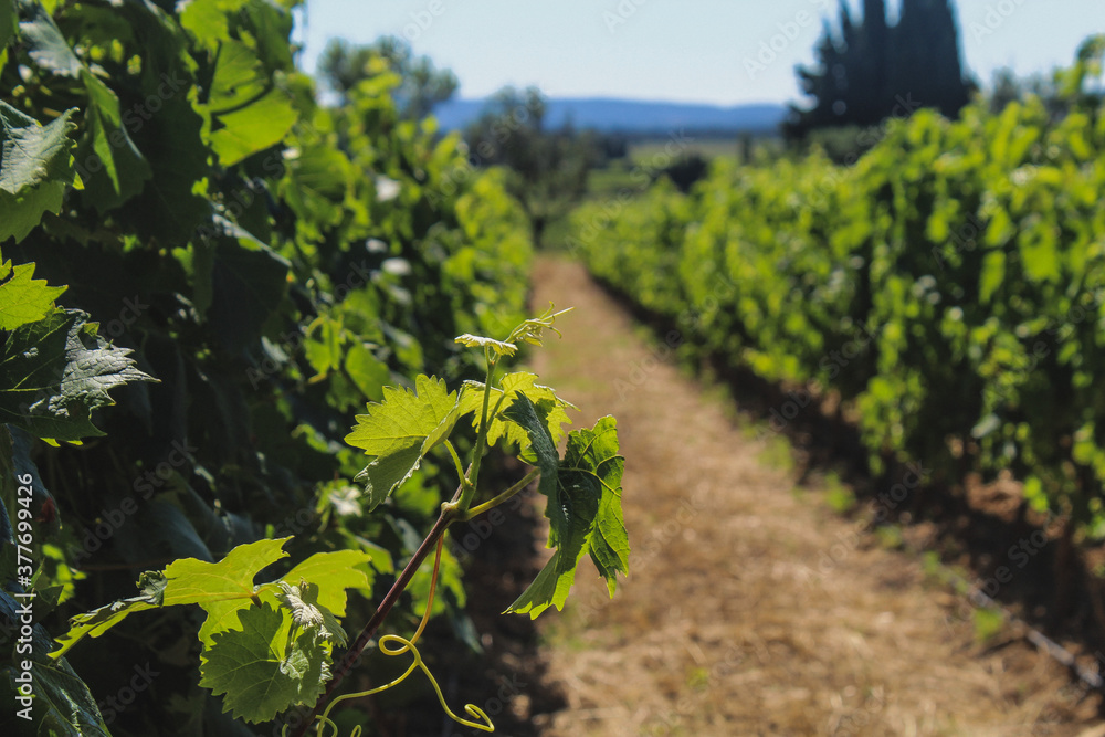 Au cœur des vignes