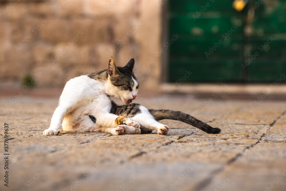 The cat washes unscrupulously in the middle of the street against the background of the old town of Kotor