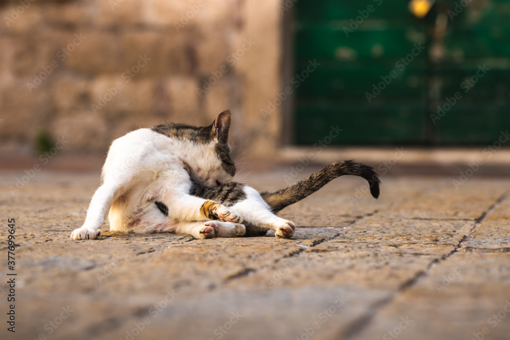 Fototapeta premium The cat washes unscrupulously in the middle of the street against the background of the old town of Kotor