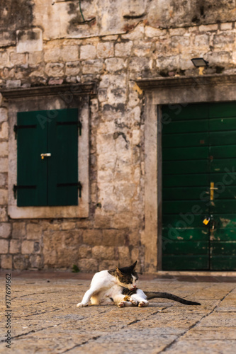 A cat is washed against the background of an old building in the city of Kotor, Europe, Montenegro, a homeless animal