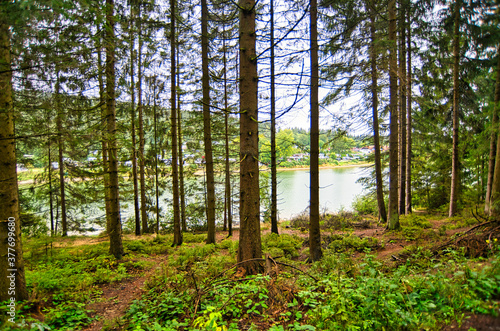 Liebesbankweg in the Harz Mountains in Hahnenklee