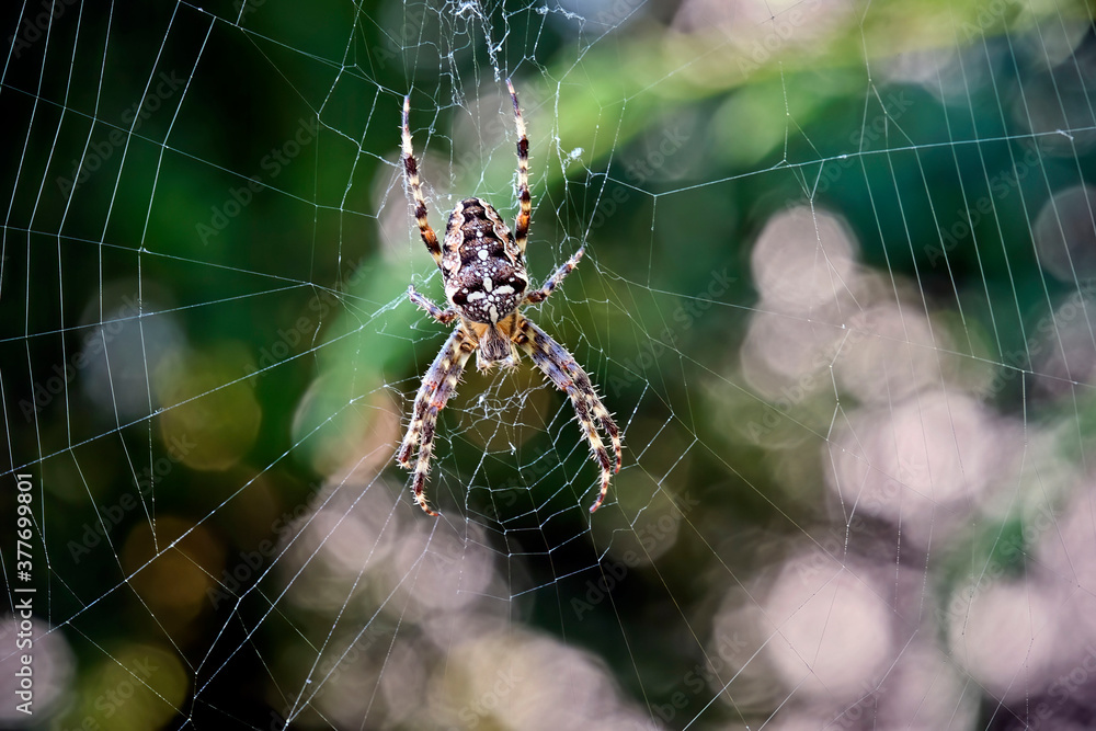 Gartenkreuzspinne ( Araneus diadematus ). Gartenkreuzspinne ( Araneus diadematus ).