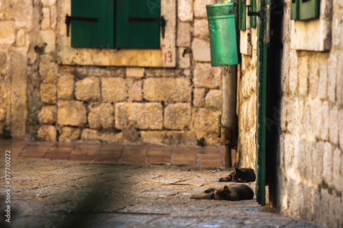 Cats sleep on the streets of the old town of Kotor © FellowNeko