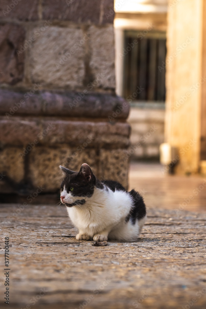 Cute cat sits on its paws in the middle of the old city Cute cat sits on its paws in the middle of the old city