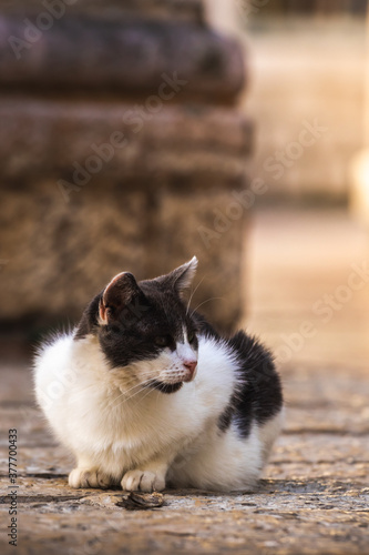 Cute cat sits on its paws in the middle of the old city © FellowNeko