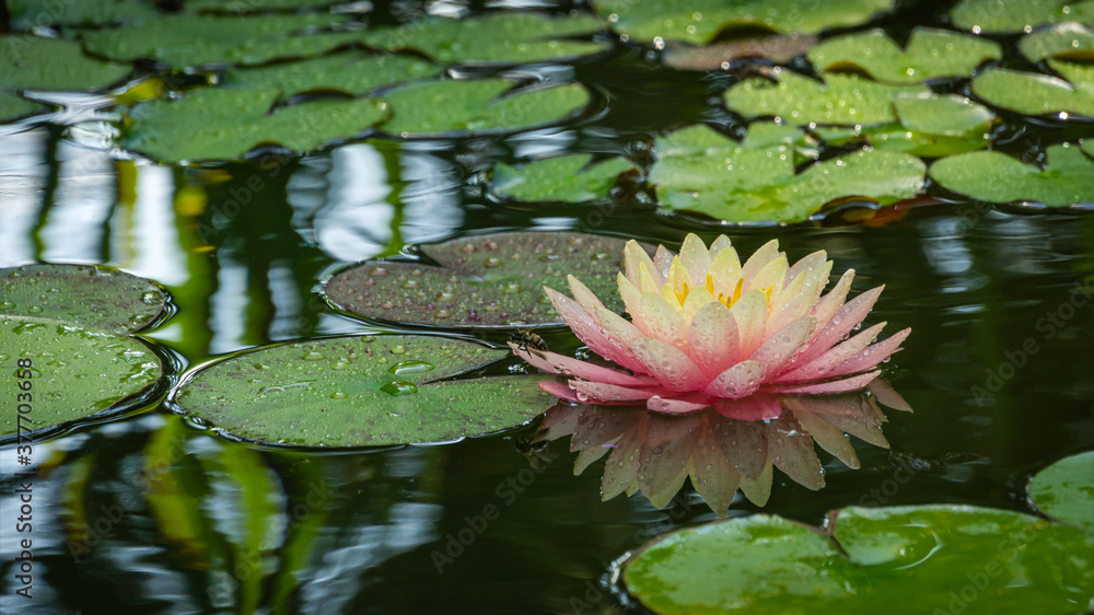 Magic big bright pink water lily or lotus flower Perry's Orange Sunset in pond. Nymphaea with water drops, reflected in water. Bee takes off from water lily. Place for your text Magic big bright pink water lily or lotus flower Perry's Orange Sunset in pond. Nymphaea with water drops, reflected in water. Bee takes off from water lily. Place for your text