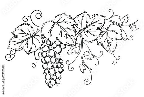 Bunch of grapes with leaves. Black outline on an isolated white background. Vine. Vector.