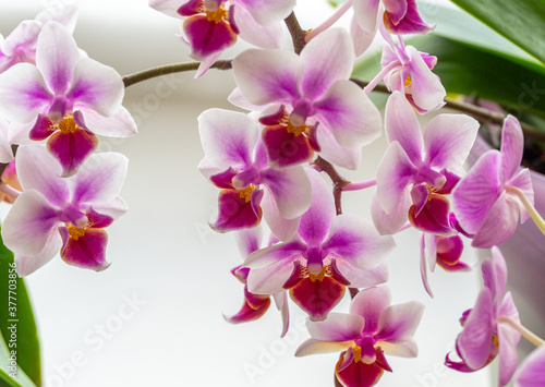 Soft focus of beautiful branch of double color mini orchids Brother Pico Sweetheart. Phalaenopsis, Moth Orchid are on gentle blurry background. A lovely idea for any design with copy space