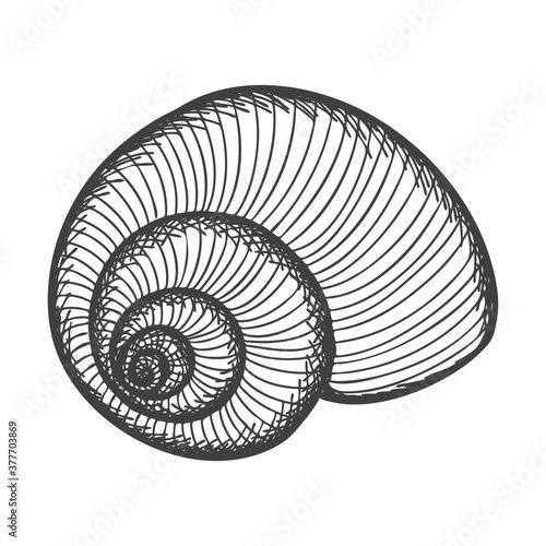 Hand-drawn seashells. Empty spiral solid shell of a clam or snail. Sketch style, engraved drawing. Black and white illustration isolated on a white background