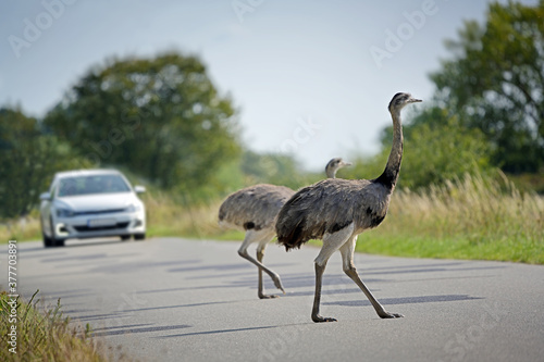 Two nandus or greater rhea (Rhea americana) cross the road in front of an approaching car in Mecklenburg West Pomerania, Germany, the big birds can be dangerous for traffic