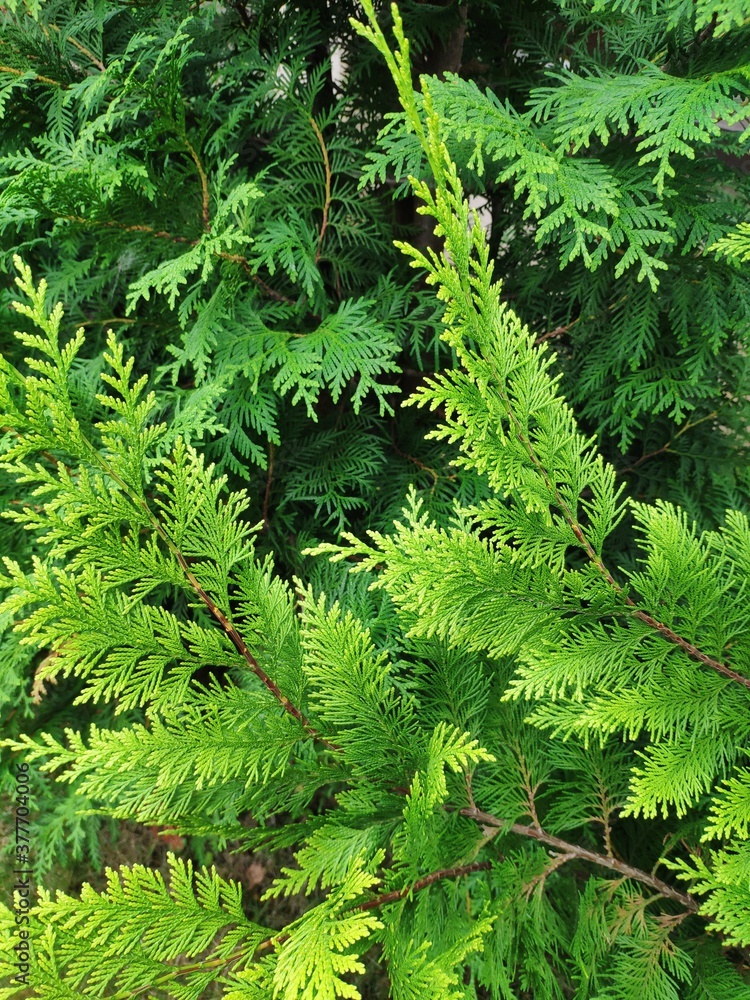 Close-up view of beautiful thuja branches for natural background Close-up view of beautiful thuja branches for natural background