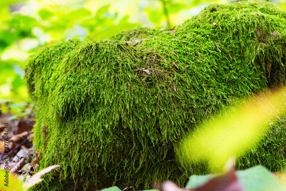 Beautiful forest cover of green moss on a stump Beautiful forest cover of green moss on a stump