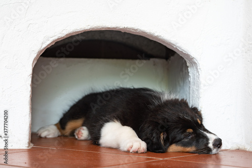 Nelly - Australian Shepherd Welpe auf seinem Schlafplatz photo