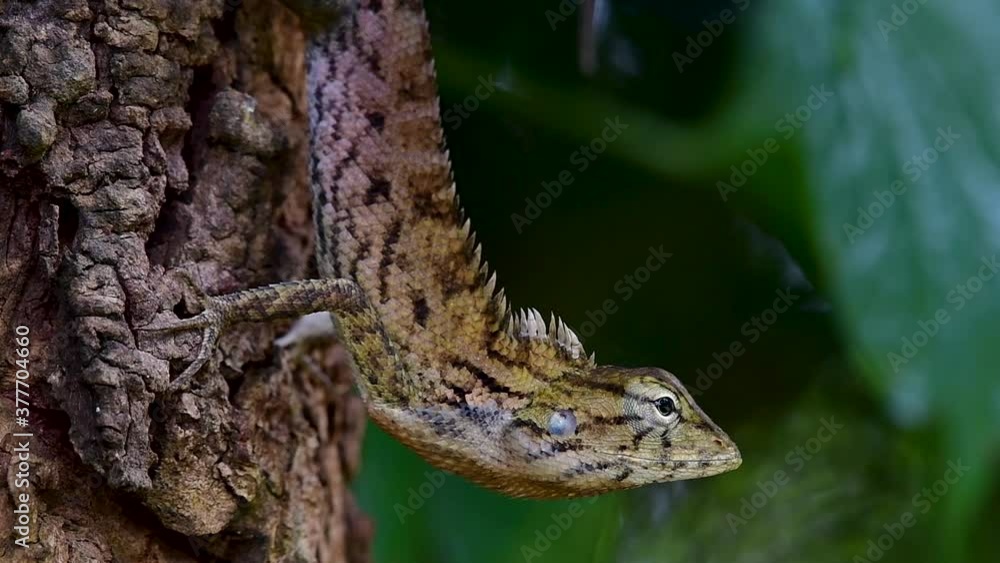 The Oriental Garden Lizard is also called the Eastern Garden Lizard, Bloodsucker and Changeable Lizard; it has the ability to change its colours according to its lifecycle and can be commonly found. The Oriental Garden Lizard is also called the Eastern Garden Lizard, Bloodsucker and Changeable Lizard; it has the ability to change its colours according to its lifecycle and can be commonly found.