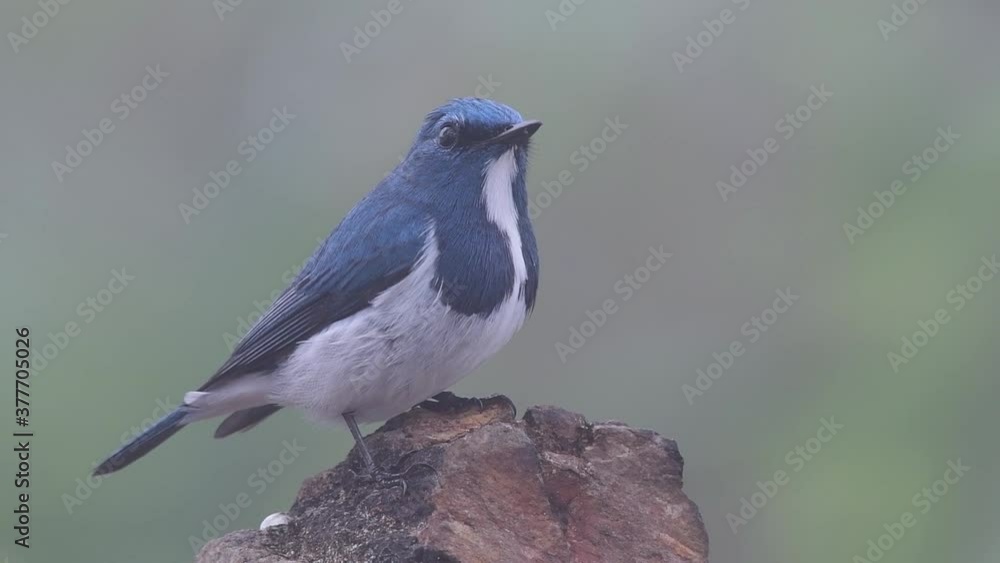 The Ultramarine Flycatcher, also known as the White-browed Blue Flycatcher, a winter migrant to Thailand, is very friendy to people; its ultramarine blue feathers that resembles a jacket is beautiful. The Ultramarine Flycatcher, also known as the White-browed Blue Flycatcher, a winter migrant to Thailand, is very friendy to people; its ultramarine blue feathers that resembles a jacket is beautiful.