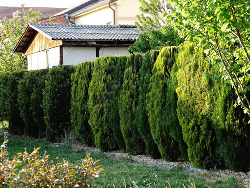 Photos An evergreen row of thuja and cypress trees as a hedge in the garden
