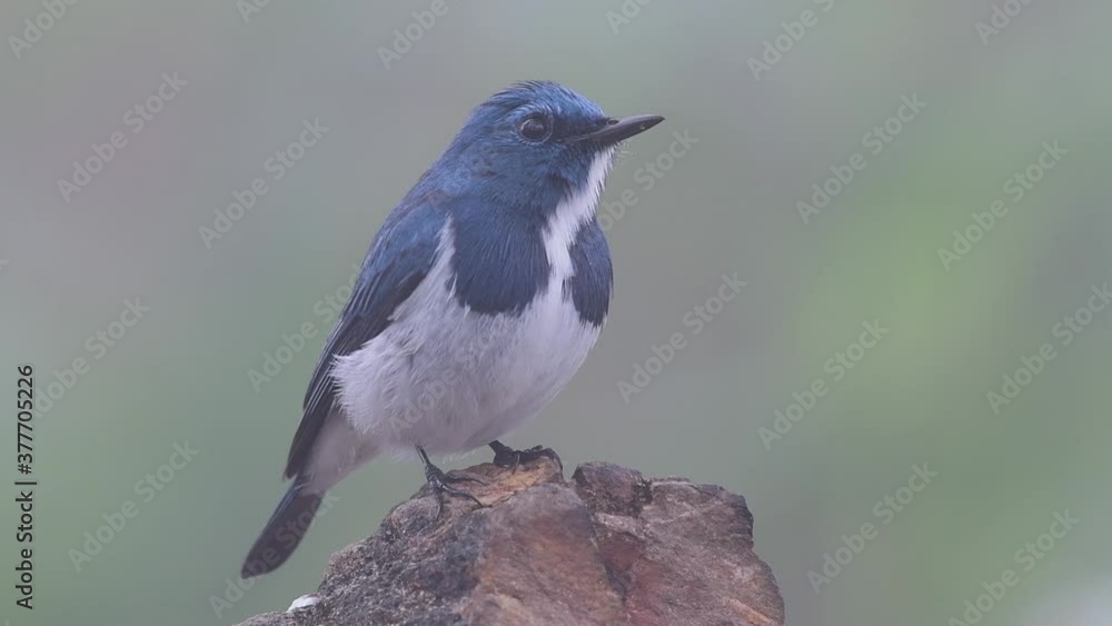 The Ultramarine Flycatcher, also known as the White-browed Blue Flycatcher, a winter migrant to Thailand, is very friendy to people; its ultramarine blue feathers that resembles a jacket is beautiful. The Ultramarine Flycatcher, also known as the White-browed Blue Flycatcher, a winter migrant to Thailand, is very friendy to people; its ultramarine blue feathers that resembles a jacket is beautiful.