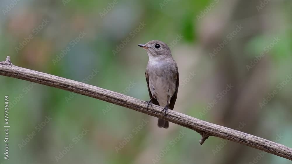 The Asian Brown Flycatcher is a small passerine bird breeding in Japan, Himalayas, and Siberia; migratory and winters in Thailand, it likes to eat insects. The Asian Brown Flycatcher is a small passerine bird breeding in Japan, Himalayas, and Siberia; migratory and winters in Thailand, it likes to eat insects.