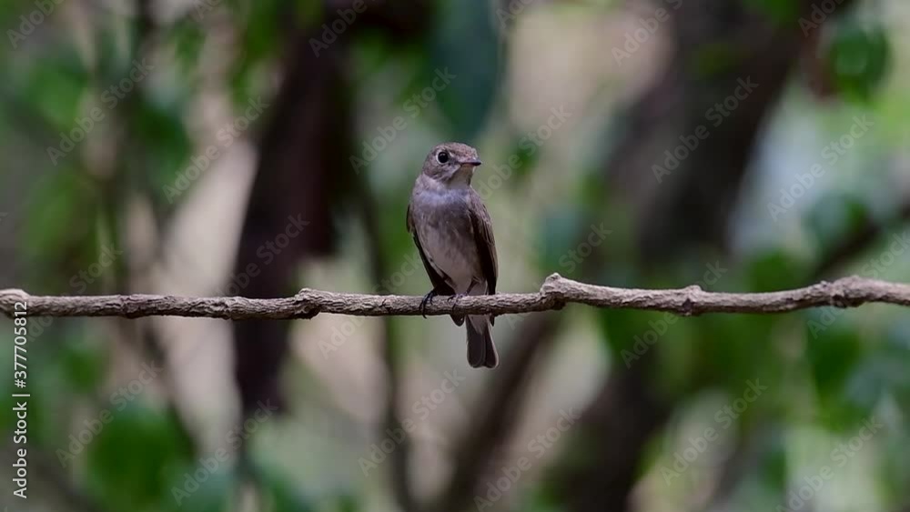 The Asian Brown Flycatcher is a small passerine bird breeding in Japan, Himalayas, and Siberia; migratory and winters in Thailand, it likes to eat insects.