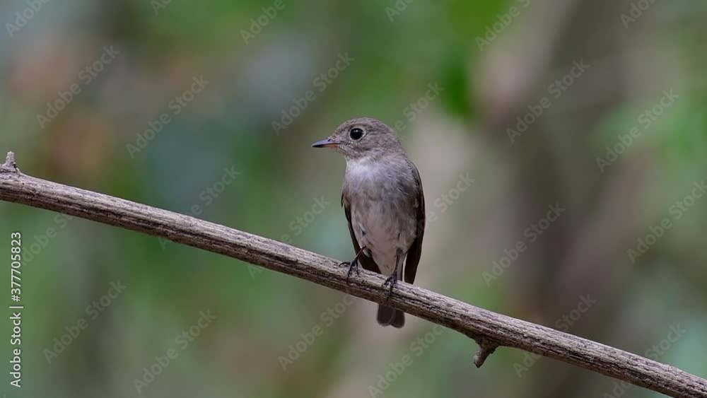 The Asian Brown Flycatcher is a small passerine bird breeding in Japan, Himalayas, and Siberia; migratory and winters in Thailand, it likes to eat insects.