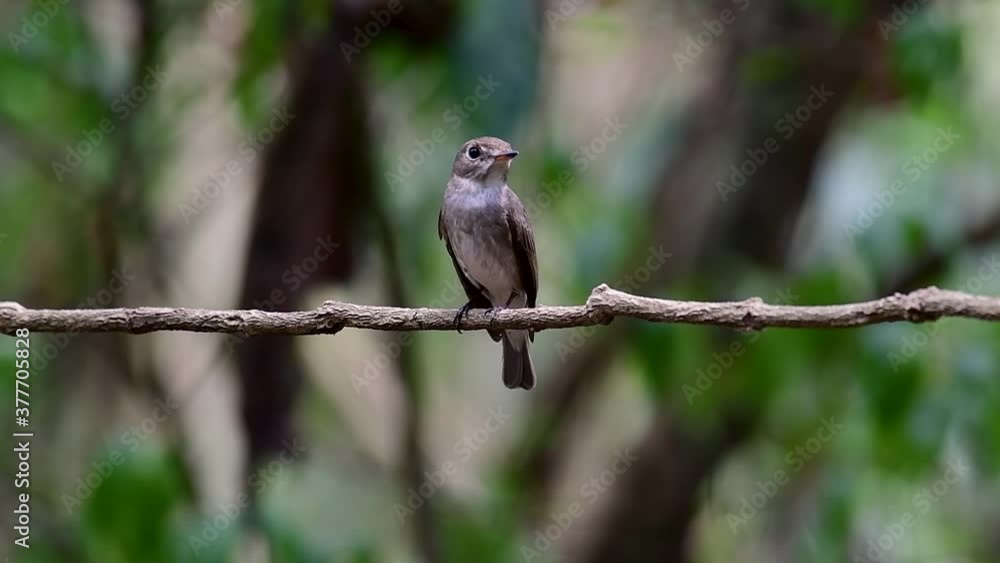 The Asian Brown Flycatcher is a small passerine bird breeding in Japan, Himalayas, and Siberia; migratory and winters in Thailand, it likes to eat insects. The Asian Brown Flycatcher is a small passerine bird breeding in Japan, Himalayas, and Siberia; migratory and winters in Thailand, it likes to eat insects.