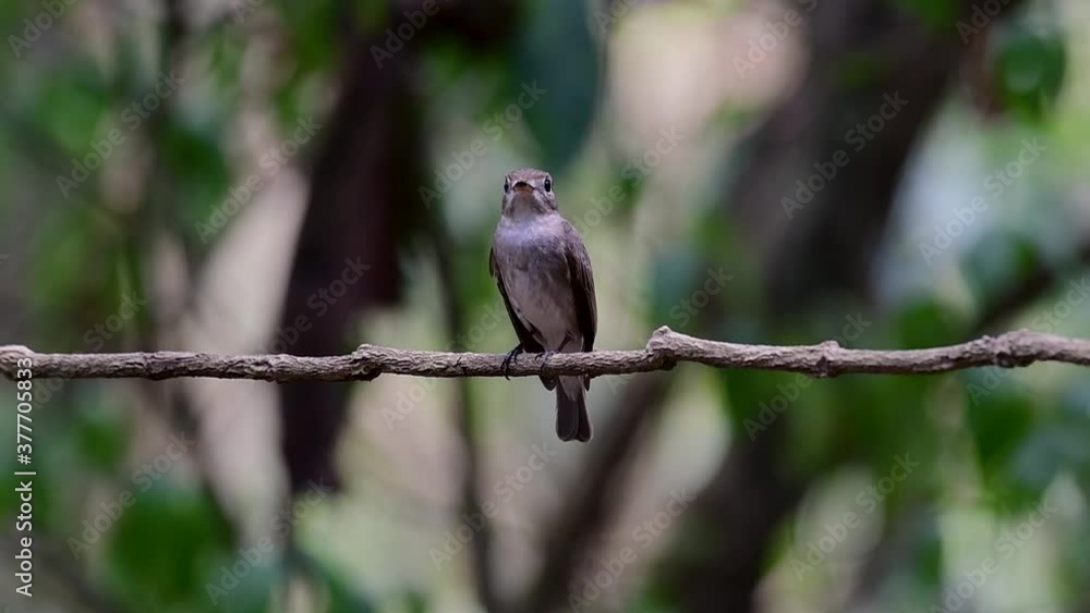 The Asian Brown Flycatcher is a small passerine bird breeding in Japan, Himalayas, and Siberia; migratory and winters in Thailand, it likes to eat insects. The Asian Brown Flycatcher is a small passerine bird breeding in Japan, Himalayas, and Siberia; migratory and winters in Thailand, it likes to eat insects.