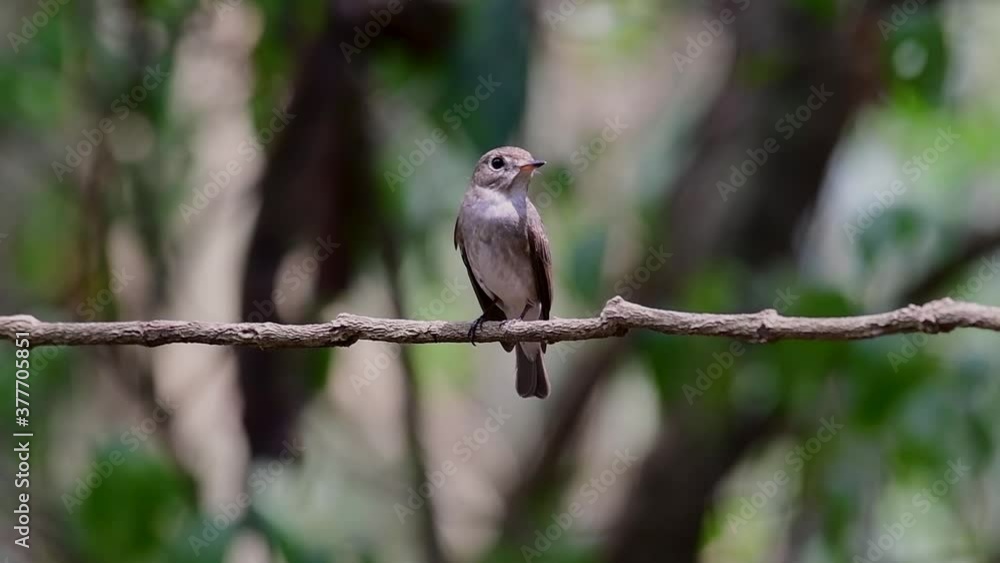 The Asian Brown Flycatcher is a small passerine bird breeding in Japan, Himalayas, and Siberia; migratory and winters in Thailand, it likes to eat insects. The Asian Brown Flycatcher is a small passerine bird breeding in Japan, Himalayas, and Siberia; migratory and winters in Thailand, it likes to eat insects.